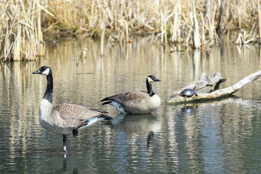 Canadian Geese and Turtle Photograph by Brook Burling
