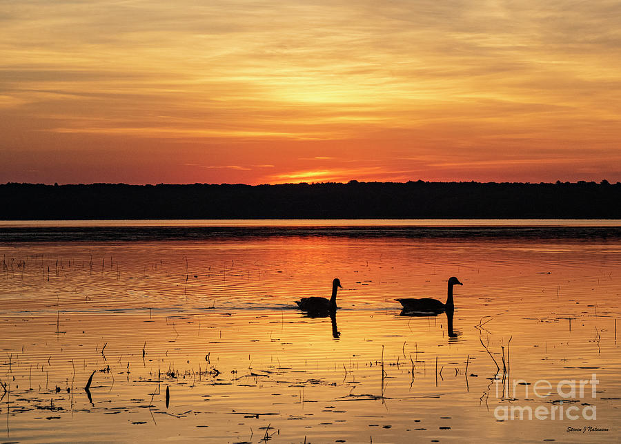 Canadian Geese at Dawn Photograph by Steven Natanson