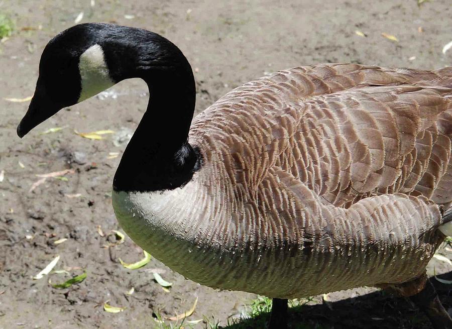 Canadian Geese Bend Photograph