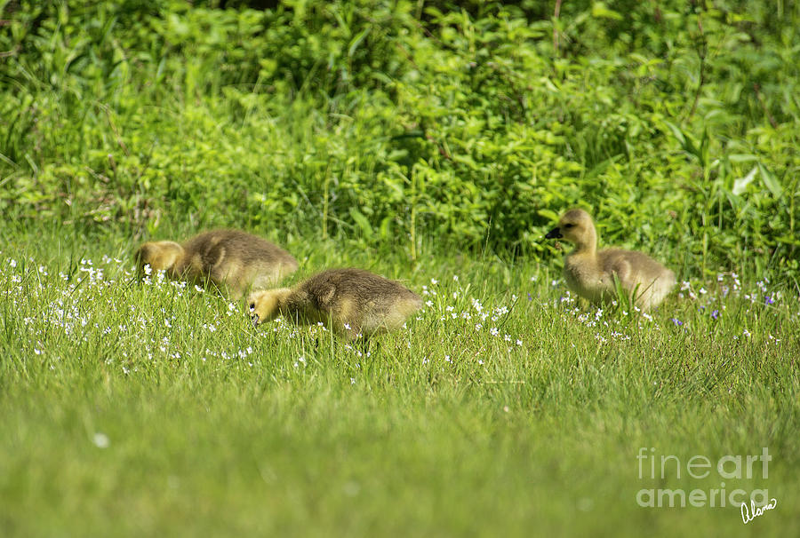 Canadian Geese Chicks Photograph