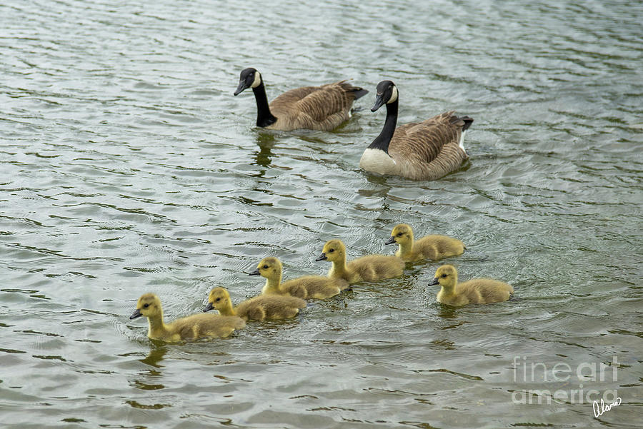 Canadian Geese Family Photograph
