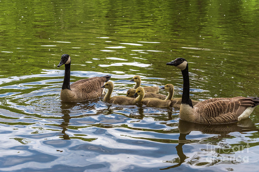 Canadian Geese Family Swim Photograph by Lorraine Cosgrove