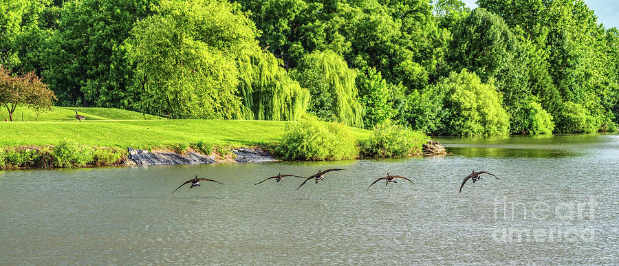 Canadian Geese Flying In Pano Photograph by Jennifer White