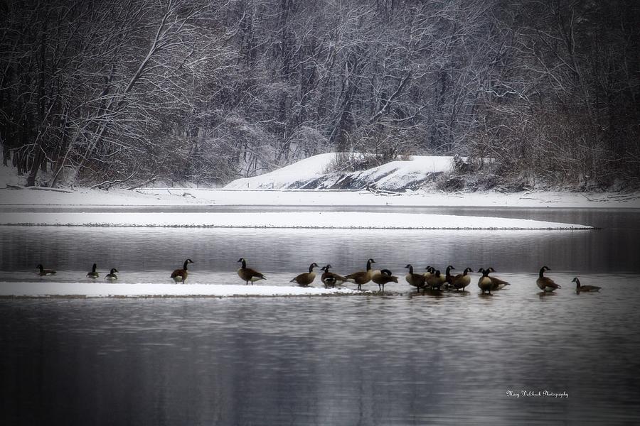 Canadian Geese Gathering Photograph by Mary Walchuck