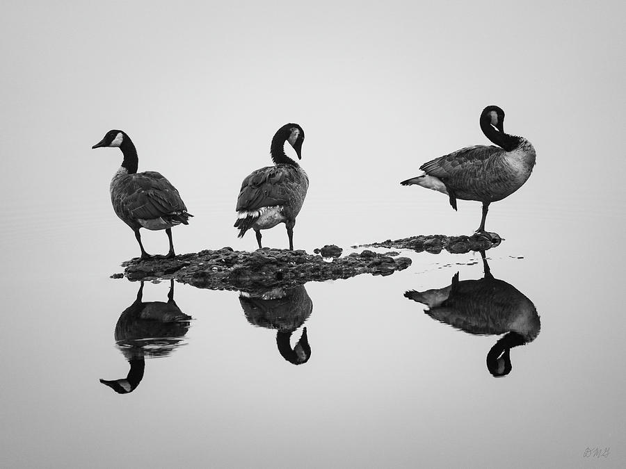 Animal Photograph - Canadian Geese I BW by David Gordon