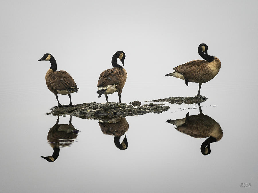 Animal Photograph - Canadian Geese I Color by David Gordon