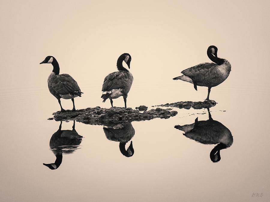 Canadian Geese I Toned Photograph by David Gordon