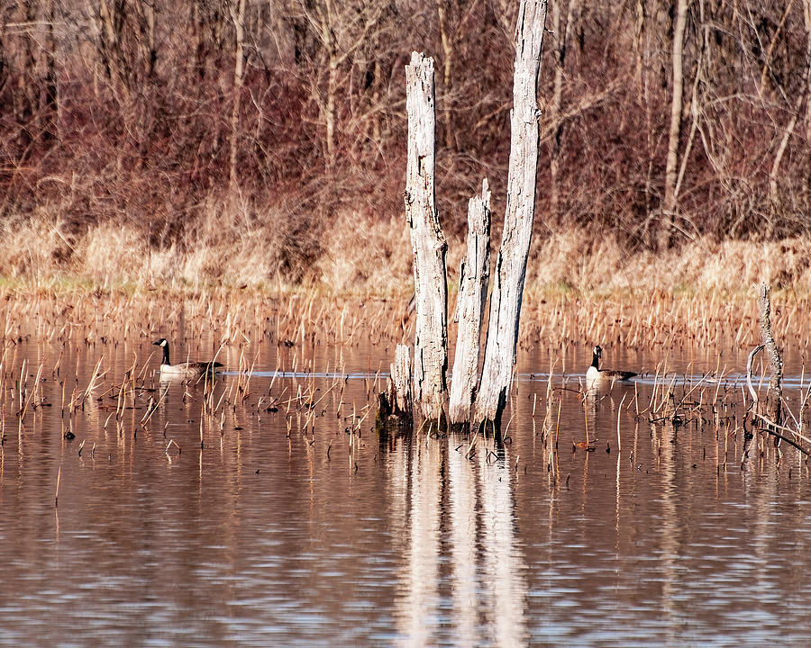 Canadian Geese In A Pond 01 Photograph by Flees Photos