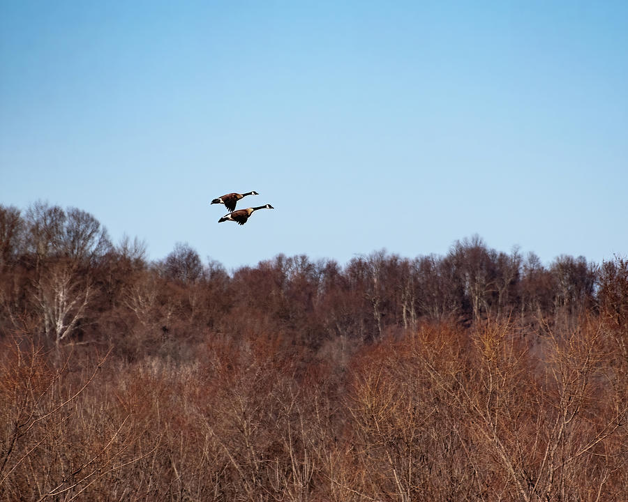 Canadian Geese In Flight 2 Photograph by Flees Photos