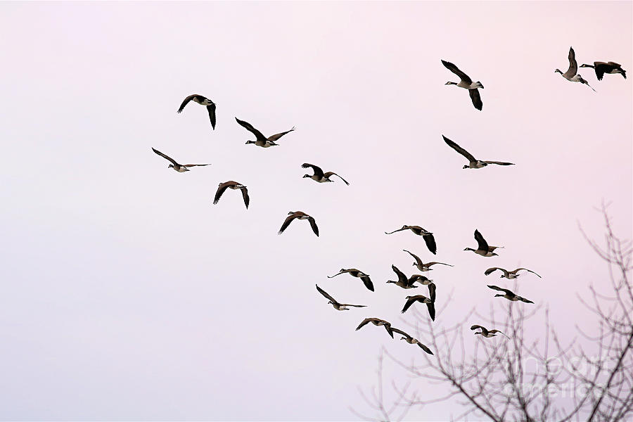 Canadian Geese In Flight Photograph