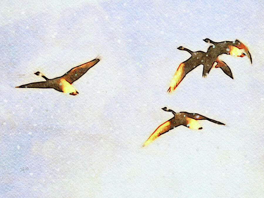 Canadian Geese in Flight Watercolor Painting  Digital Art by Shelli Fitzpatrick