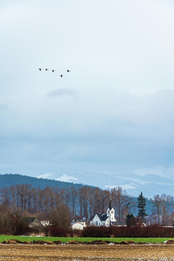 Canadian Geese in the Skagit Valley Digital Art by Michael Lee