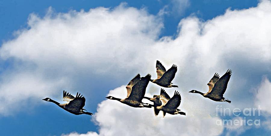 Canadian Geese in the Sun Photograph by Charlene Adler