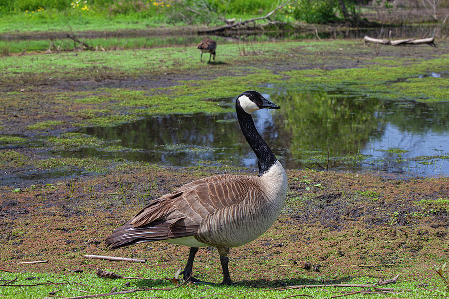 Torrance Photograph - Canadian Geese, Madrona Marsh Wetlands is a vernal freshwater ma by Peter Bennett