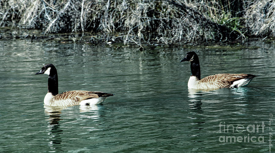 Canadian Geese On Aragon Mill Pond Photograph