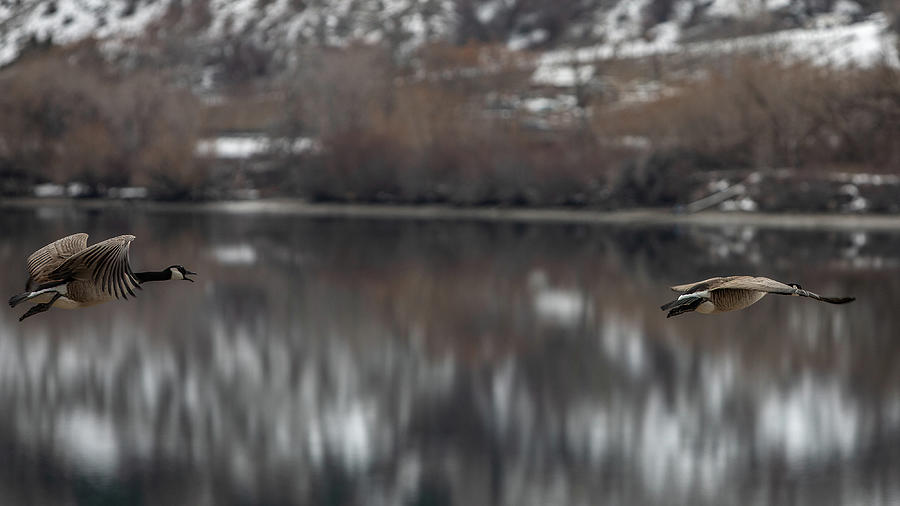 Canadian Geese on Landing Approach Photograph by Michael DeGrenier Canadian Geese on Landing Approach Photograph by Michael DeGrenier