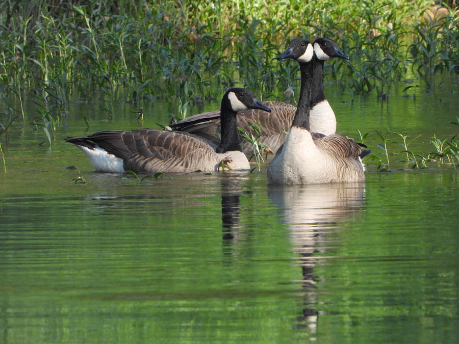 Canadian Geese Photograph by Patrick Wolford Fine Art America