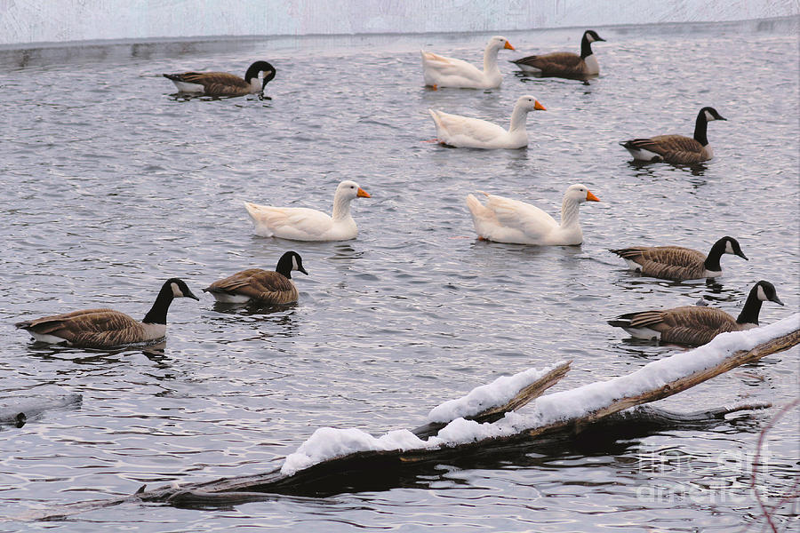 Canadian Goose Pond Photograph