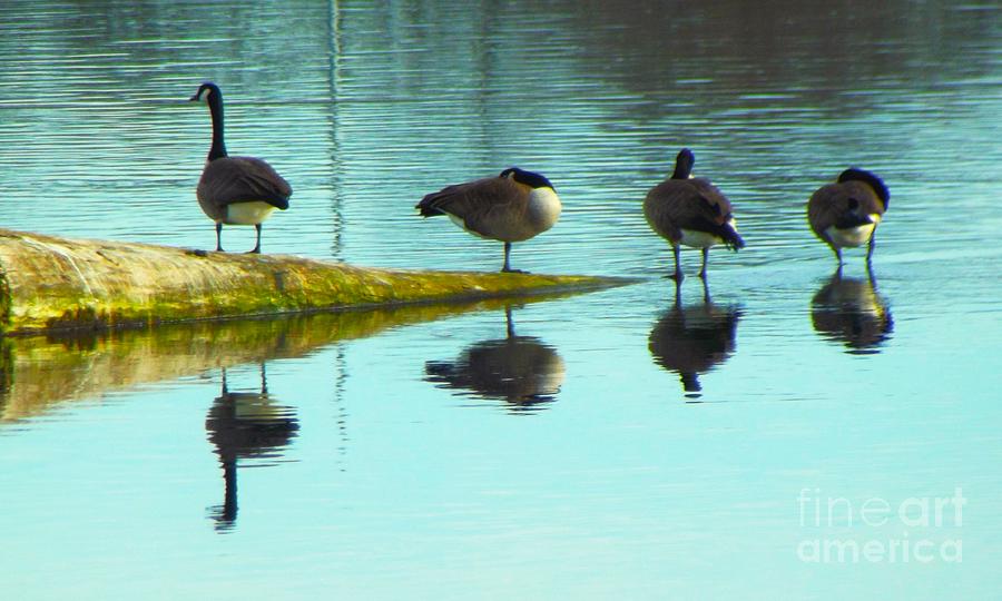 Geese Photograph - Canadian Geese Relaxing On Submerged River Log     St. Joseph River     Indiana     Winter by Rory Cubel