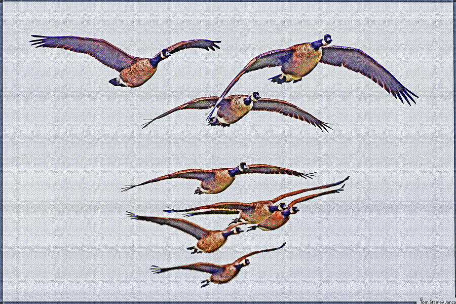 Canadian Geese Scene Landing At The Ball Park   Digital Art by Tom Janca