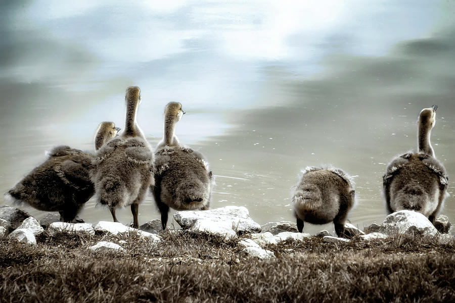 Canadian Geese Series 1 Photograph by Darlene Kwiatkowski