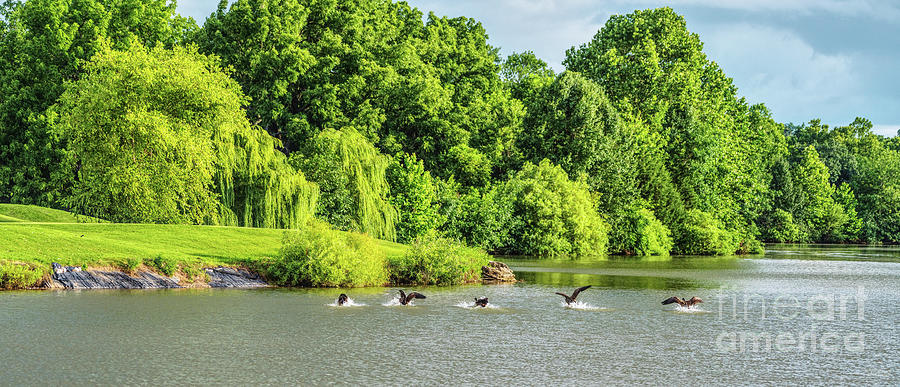 Canadian Geese Water Landing Pano Photograph by Jennifer White