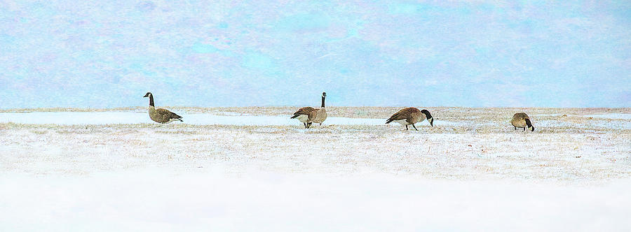 Canadian Geese Winter Feeding Photograph by Gordon Ripley