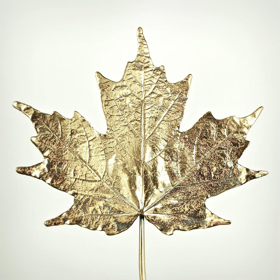 Canadian gold maple leaf Photograph by Photo by Sina Kafi