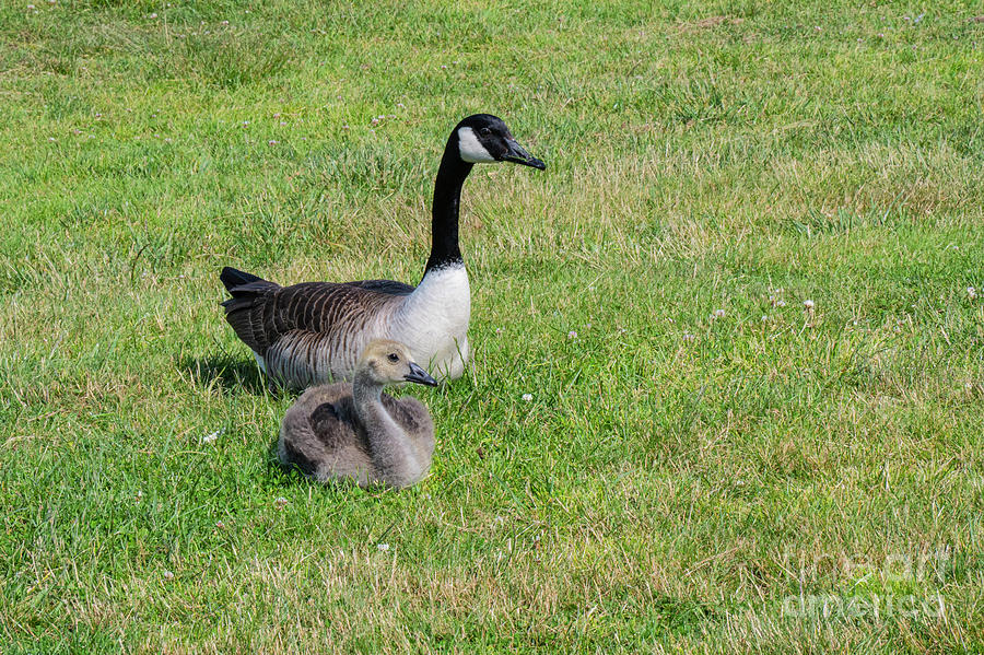 Canadian Goose and Gosling at Castle Hill Inn  Photograph by Bob Phillips
