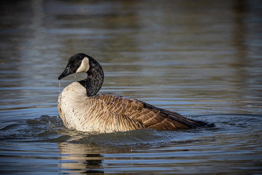 Canadian Goose Bathing Photograph