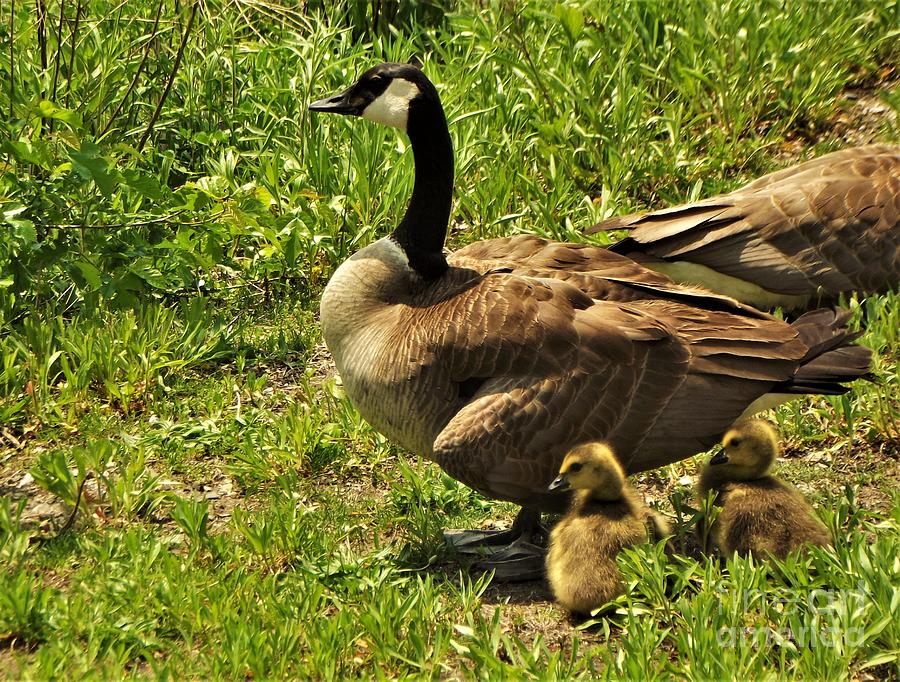 Canadian Goose Chicks With Mother Goose Indiana Spring Photograph by ...