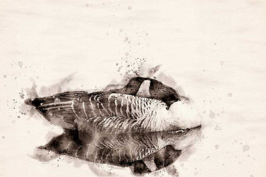 Goose Digital Art - Canadian Goose  by Darren Wilkes