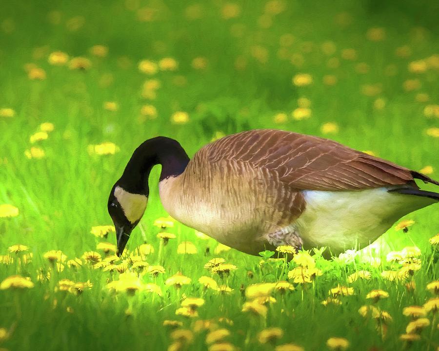 Canadian Goose Eating Dandelions Photograph by Susan Rydberg
