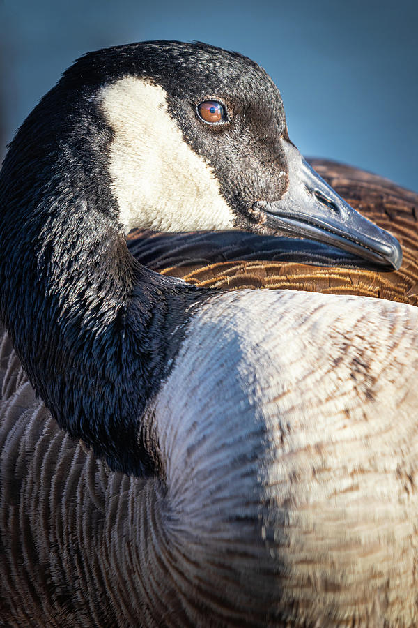 Canadian Goose Enjoying The Morning Sun Photograph by Jordan Hill