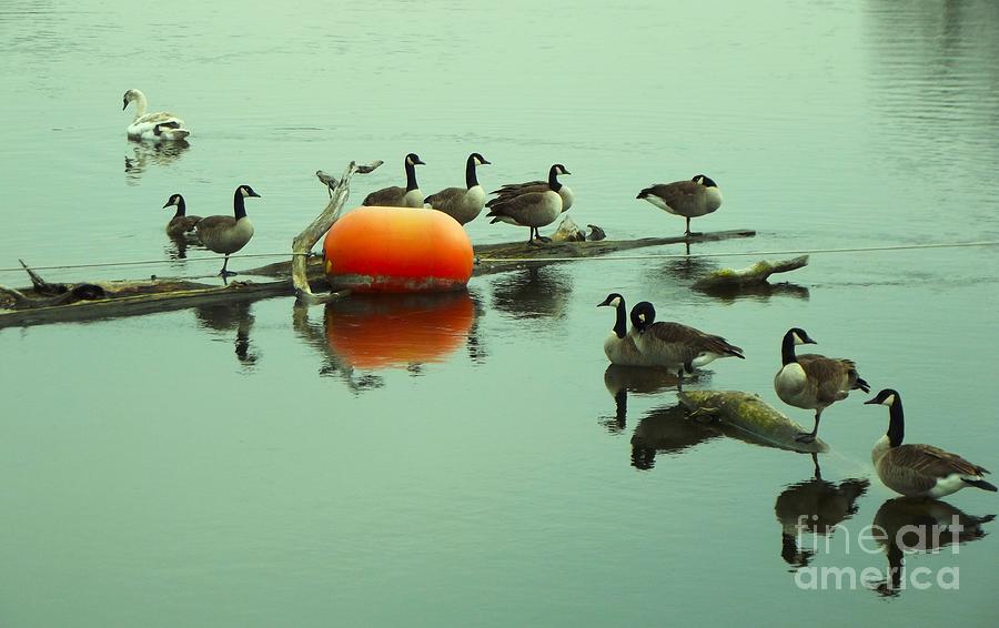 Geese Photograph - Canadian Goose Flock And Mute Swan At Waterfall Buoy       Indiana        Winter by Rory Cubel