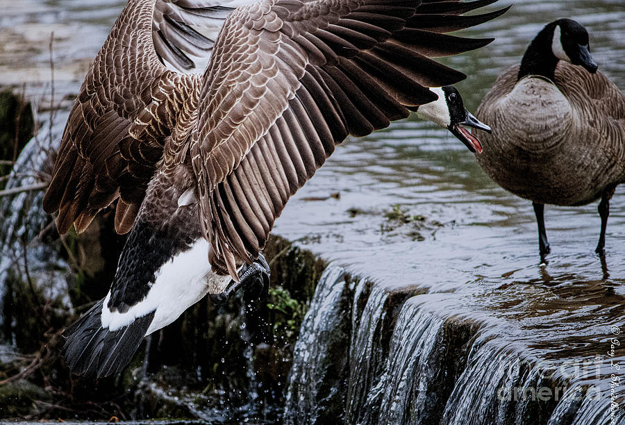 Canadian Goose Flying Photograph