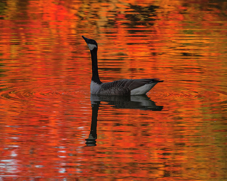 Canadian Goose in an Autumn Reflection Newburyport Frog Pond Fall Photograph by Toby McGuire