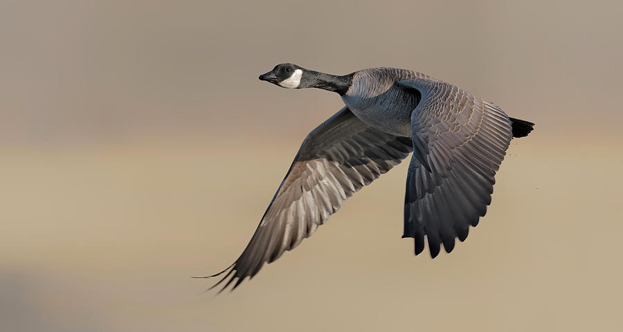 Canadian Goose in flight Photograph by Gary Langley