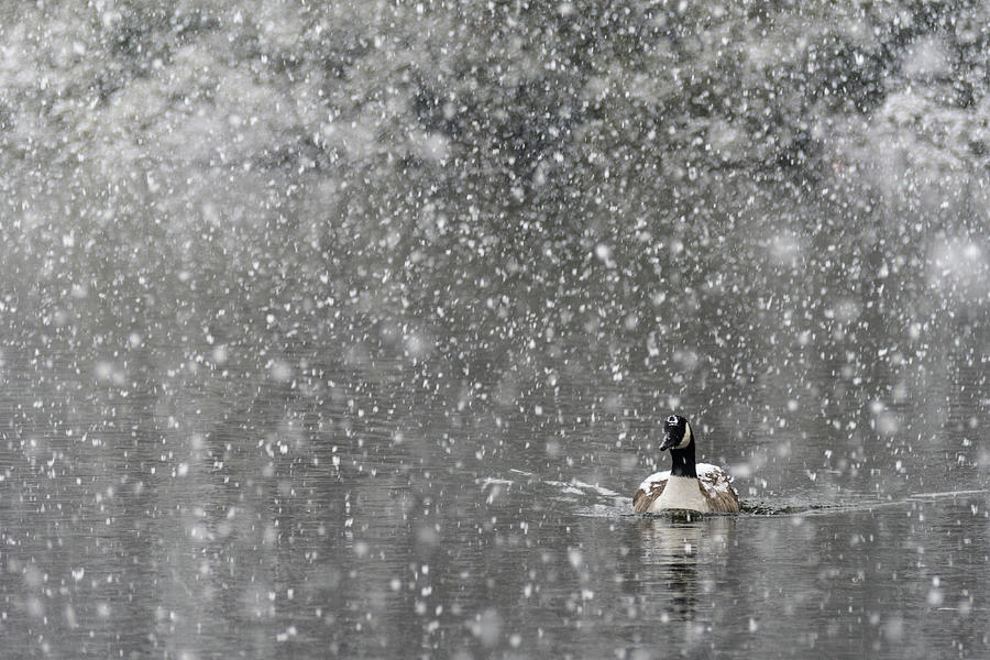 Canadian Goose in Snow 1 Photograph by Melissa Southern