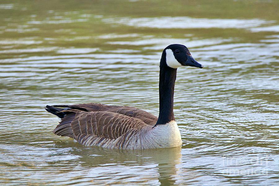 Canadian Goose in water Photograph by Yvonne M Smith
