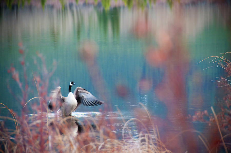 Canadian Goose in Winter Photograph by Naomi Maya