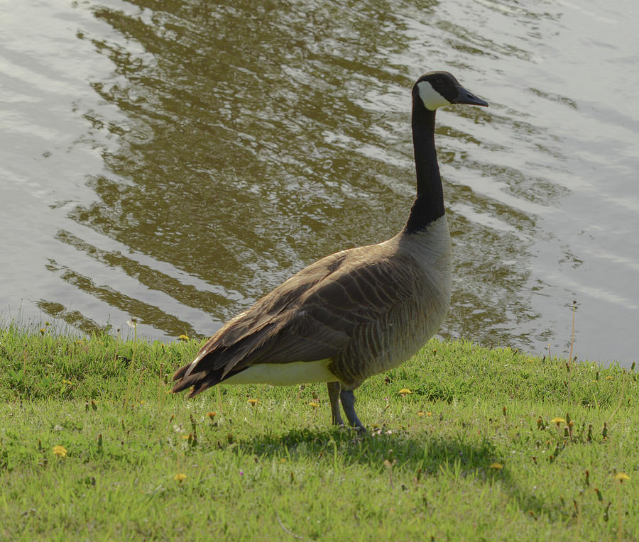 Canadian goose  Photograph by Jennifer Wallace