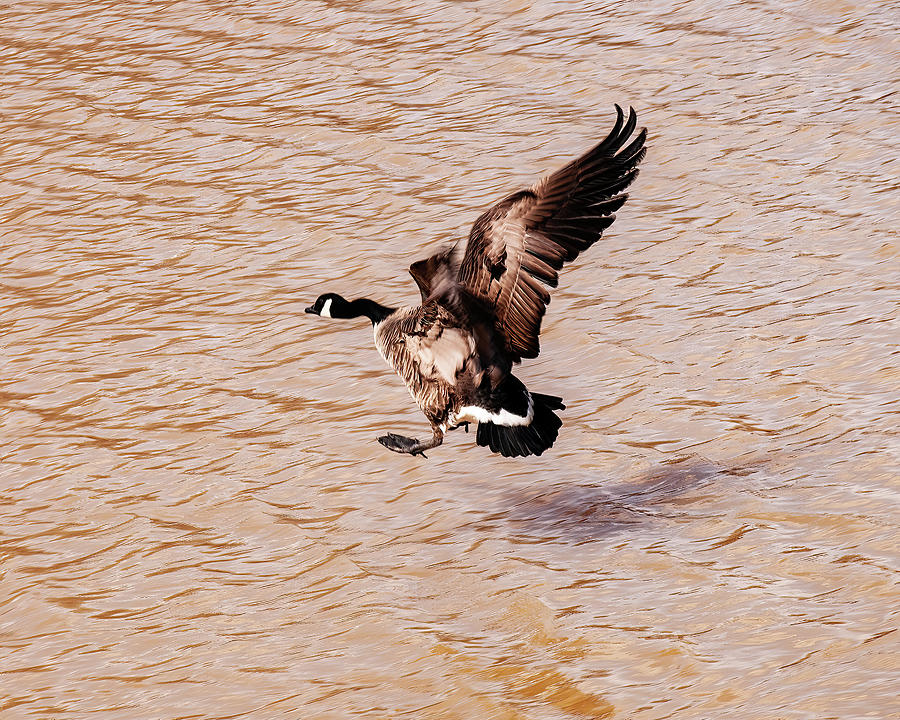 Canadian Goose Landing 01 Photograph by Flees Photos