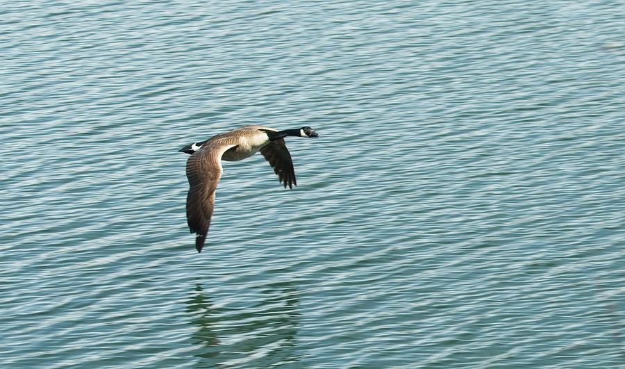 Goose Photograph - Canadian Goose by Matthew Adelman Goose Photograph - Canadian Goose by Matthew Adelman