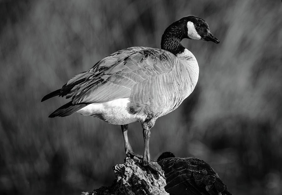 Canadian Goose Photograph by Mike Fusaro