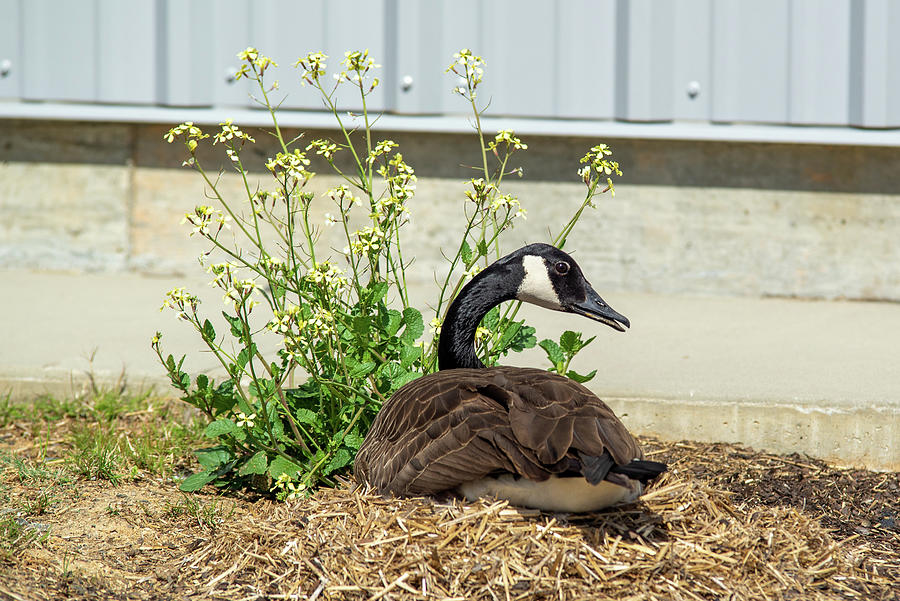 Canadian Goose Nesting In The Wild Photograph by Alex Grichenko