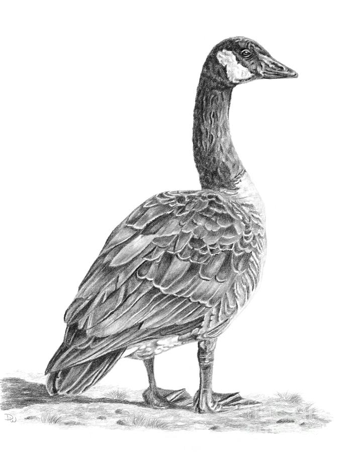 Feather Drawing - Canadian Goose by Pencil Paws