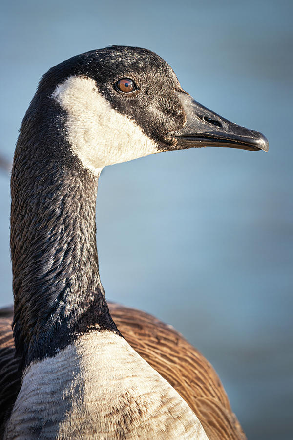 Canadian Goose Portrait  Photograph by Jordan Hill