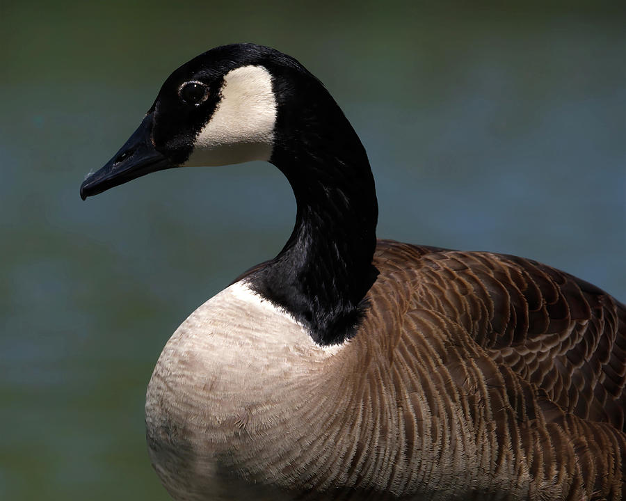 Canadian Goose Profile Photograph by Flinn Hackett