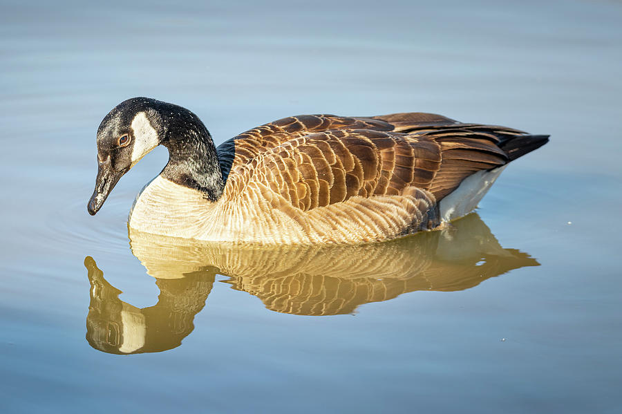 Canadian Goose Reflections Photograph by Jordan Hill